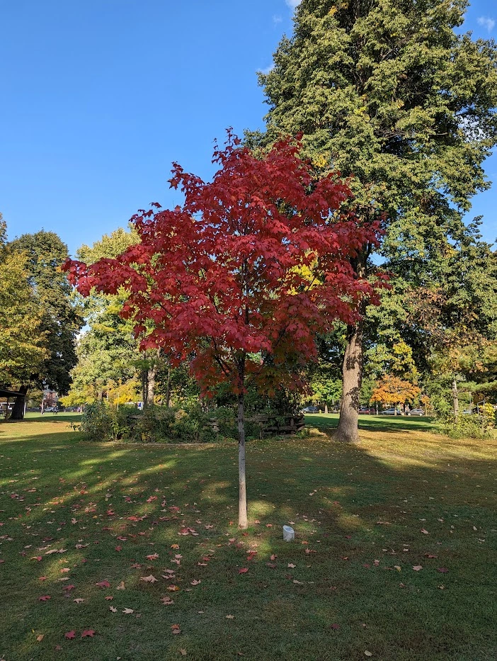A Maple Tree